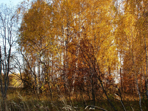 34631 (a): :1024x768